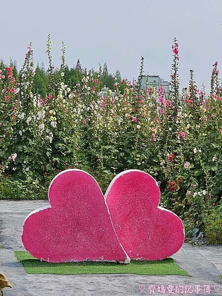 彰化員林.2024員林蜀葵花季 (大明里南區公園) 彰化員林.2024員林蜀葵花季 (大明里南區公園)