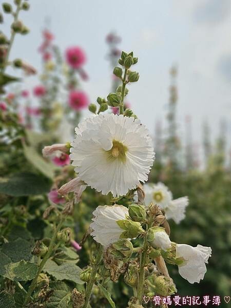 彰化員林.2024員林蜀葵花季 (大明里南區公園) 彰化員林.2024員林蜀葵花季 (大明里南區公園)