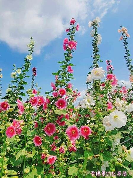 彰化員林.2024員林蜀葵花季 (大明里南區公園) 彰化員林.2024員林蜀葵花季 (大明里南區公園)