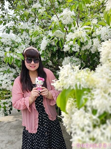 台中潭子．流蘇花園 (預約制 / 流蘇 / 紫藤)