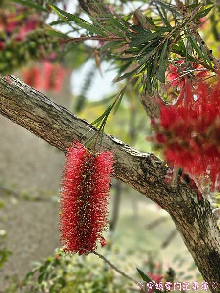 台中潭子．流蘇花園 (預約制 / 流蘇 / 紫藤)