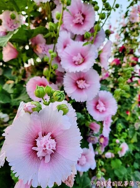 彰化員林.2024員林蜀葵花季 (大明里南區公園) 彰化員林.2024員林蜀葵花季 (大明里南區公園)