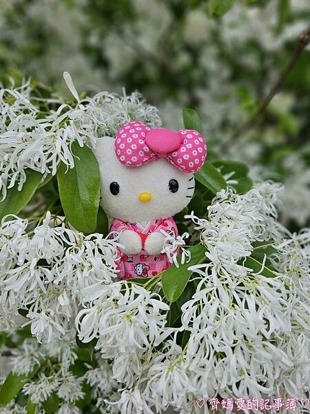 台中潭子．流蘇花園 (預約制 / 流蘇 / 紫藤)