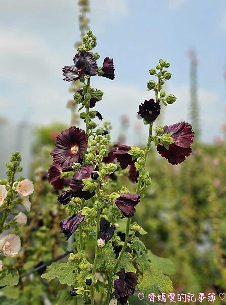 彰化員林.2024員林蜀葵花季 (大明里南區公園) 彰化員林.2024員林蜀葵花季 (大明里南區公園)