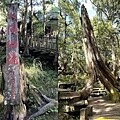 太平山【翠峰山屋】造訪翠峰湖及台灣山毛櫸的最佳休憩點，景色優