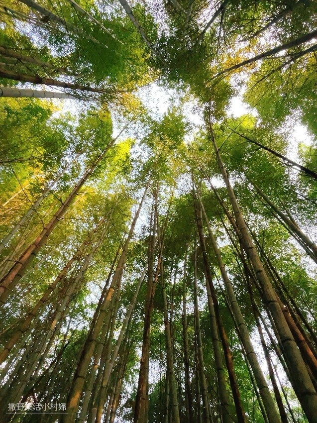 石棹步道群【霞之道】飽覽茶園風光，置身靜謐綠蔭竹林，輕鬆短程