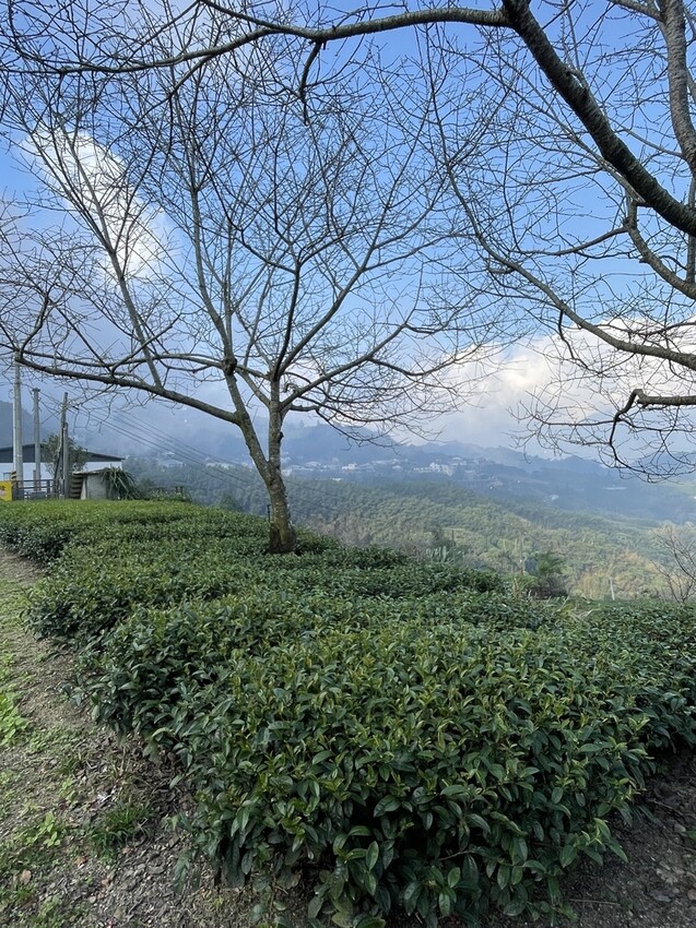 阿里山【小笠原山景觀台】觀日出，初訪秘境【對高岳車站】，漫步