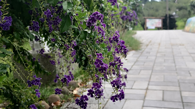 梅山公園 - 蕾絲金露花