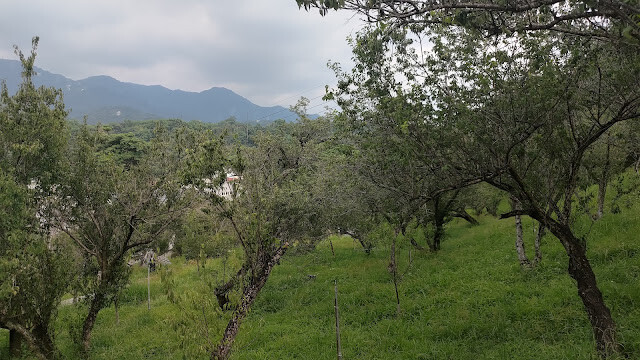 梅山公園 - 梅花樹
