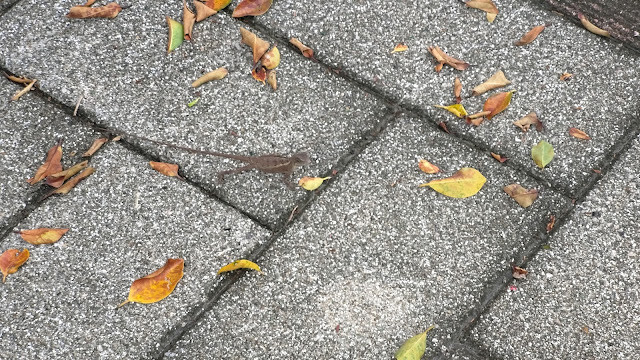 梅山公園 - 蜥蜴