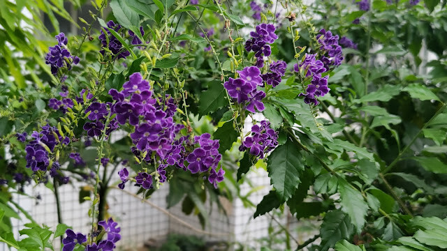 梅山公園 - 蕾絲金露花