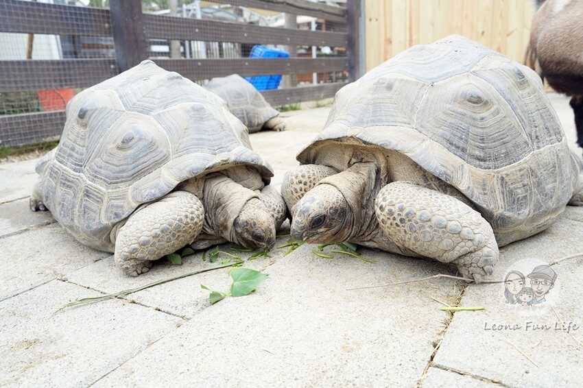 新竹市香山區新竹親子景點|廢物媽媽育兒農場-預約制熱門景點，和可愛水豚、柯爾鴨、笑笑羊近距離接觸!