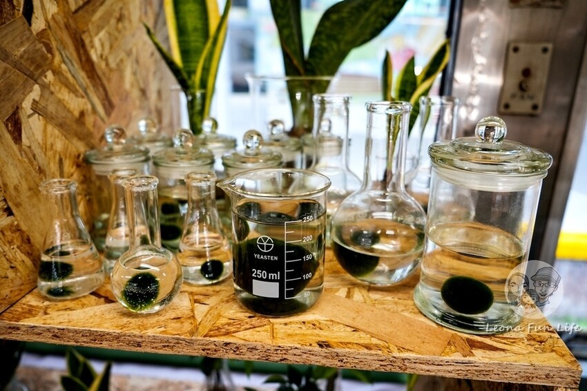 台中新店|微景火車店-DR2700型柴油客車上的綠植小店,多肉觀葉植物還有綠藻球!