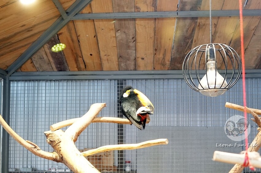 新竹市香山區新竹親子景點|廢物媽媽育兒農場-預約制熱門景點，和可愛水豚、柯爾鴨、笑笑羊近距離接觸!