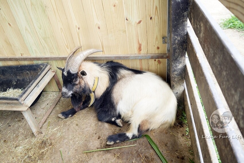 新竹市香山區新竹親子景點|廢物媽媽育兒農場-預約制熱門景點，和可愛水豚、柯爾鴨、笑笑羊近距離接觸!