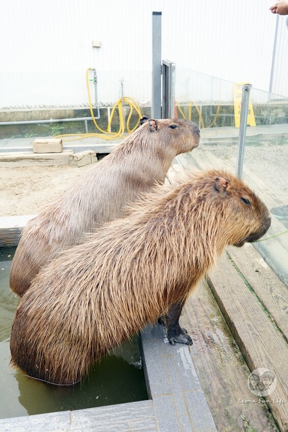 新竹市香山區新竹親子景點|廢物媽媽育兒農場-預約制熱門景點，和可愛水豚、柯爾鴨、笑笑羊近距離接觸!