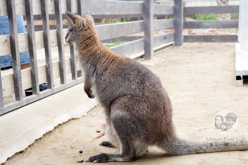 新竹市香山區新竹親子景點|廢物媽媽育兒農場-預約制熱門景點，和可愛水豚、柯爾鴨、笑笑羊近距離接觸!