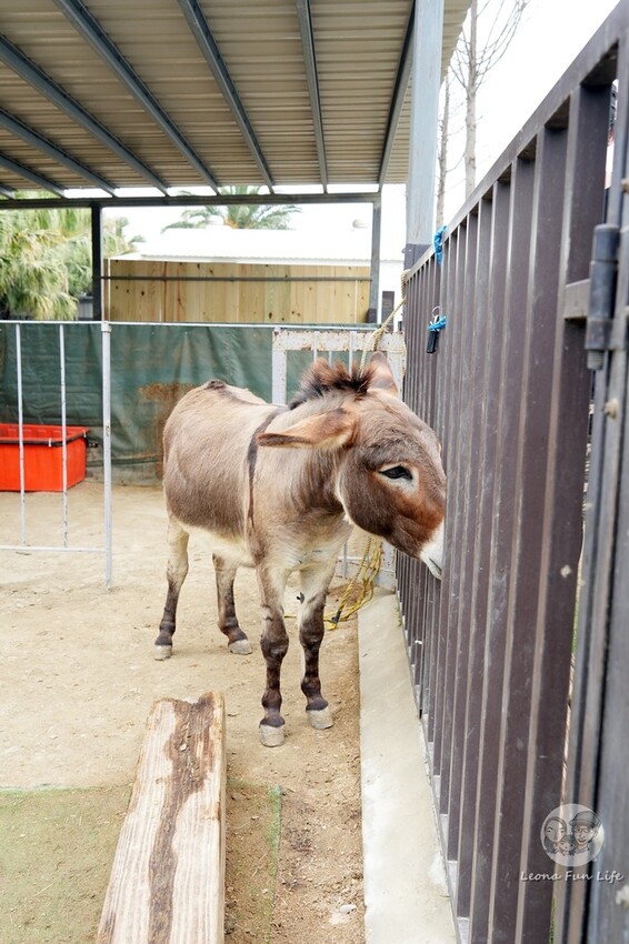 新竹市香山區新竹親子景點|廢物媽媽育兒農場-預約制熱門景點，和可愛水豚、柯爾鴨、笑笑羊近距離接觸!
