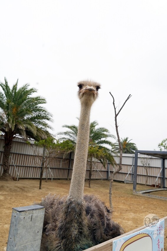 新竹市香山區新竹親子景點|廢物媽媽育兒農場-預約制熱門景點，和可愛水豚、柯爾鴨、笑笑羊近距離接觸!