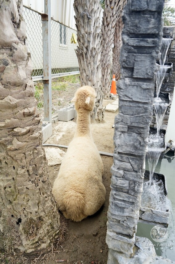 新竹市香山區新竹親子景點|廢物媽媽育兒農場-預約制熱門景點，和可愛水豚、柯爾鴨、笑笑羊近距離接觸!