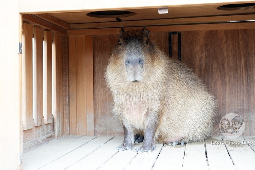 新竹市香山區新竹親子景點|廢物媽媽育兒農場-預約制熱門景點，和可愛水豚、柯爾鴨、笑笑羊近距離接觸!