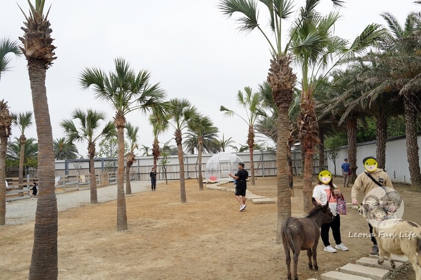 新竹市香山區新竹親子景點|廢物媽媽育兒農場-預約制熱門景點，和可愛水豚、柯爾鴨、笑笑羊近距離接觸!