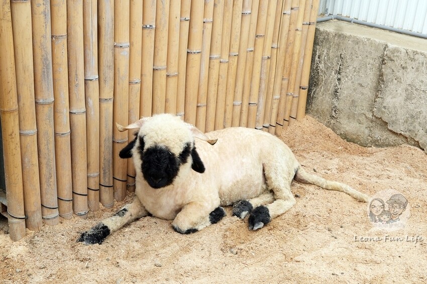 新竹市香山區新竹親子景點|廢物媽媽育兒農場-預約制熱門景點，和可愛水豚、柯爾鴨、笑笑羊近距離接觸!