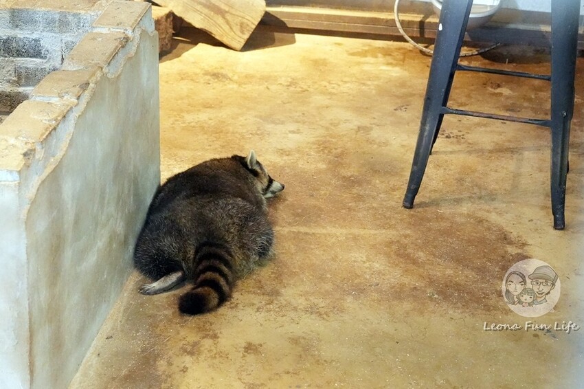 新竹市香山區新竹親子景點|廢物媽媽育兒農場-預約制熱門景點，和可愛水豚、柯爾鴨、笑笑羊近距離接觸!