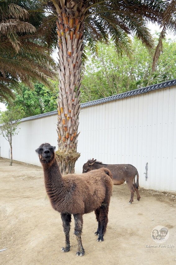 新竹市香山區新竹親子景點|廢物媽媽育兒農場-預約制熱門景點，和可愛水豚、柯爾鴨、笑笑羊近距離接觸!