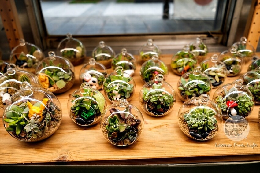 台中新店|微景火車店-DR2700型柴油客車上的綠植小店,多肉觀葉植物還有綠藻球!