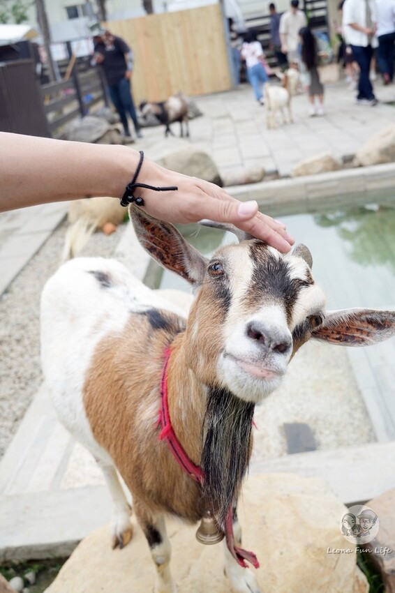 新竹市香山區新竹親子景點|廢物媽媽育兒農場-預約制熱門景點，和可愛水豚、柯爾鴨、笑笑羊近距離接觸!