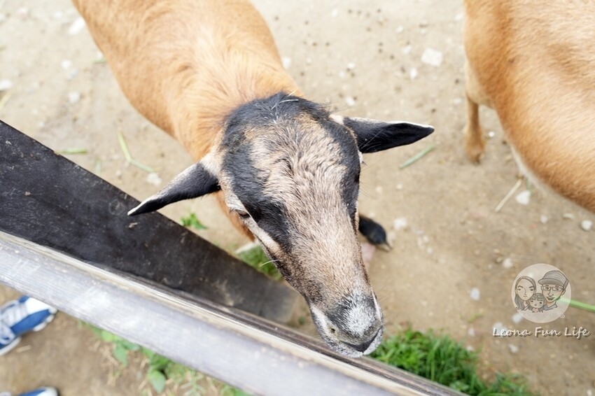 新竹市香山區新竹親子景點|廢物媽媽育兒農場-預約制熱門景點，和可愛水豚、柯爾鴨、笑笑羊近距離接觸!