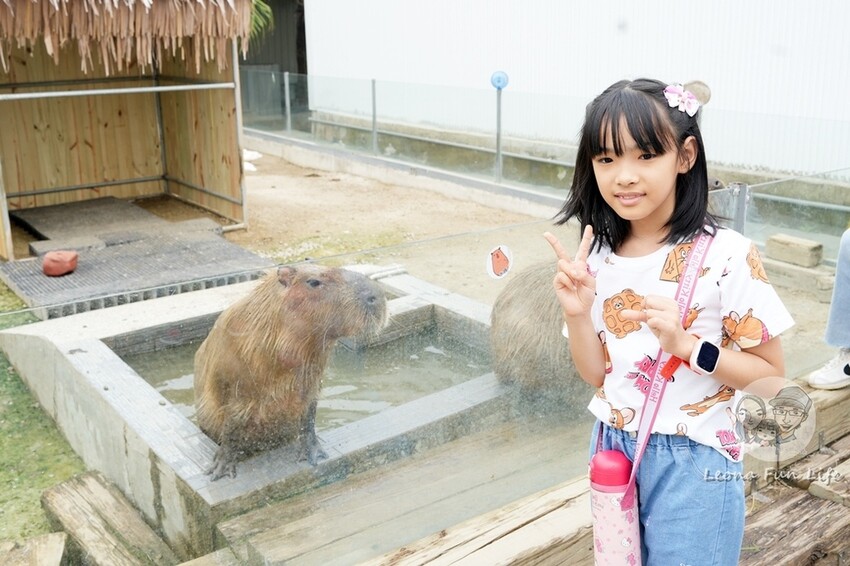新竹市香山區新竹親子景點|廢物媽媽育兒農場-預約制熱門景點，和可愛水豚、柯爾鴨、笑笑羊近距離接觸!
