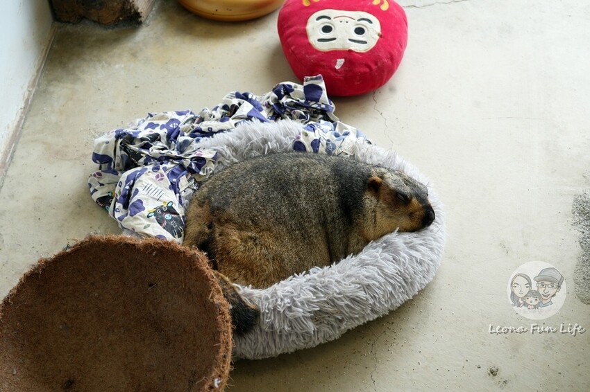 新竹市香山區新竹親子景點|廢物媽媽育兒農場-預約制熱門景點，和可愛水豚、柯爾鴨、笑笑羊近距離接觸!