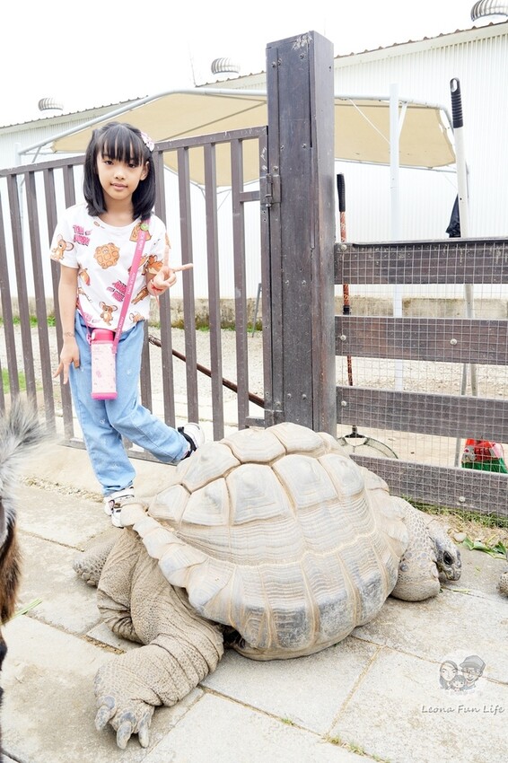 新竹市香山區新竹親子景點|廢物媽媽育兒農場-預約制熱門景點，和可愛水豚、柯爾鴨、笑笑羊近距離接觸!
