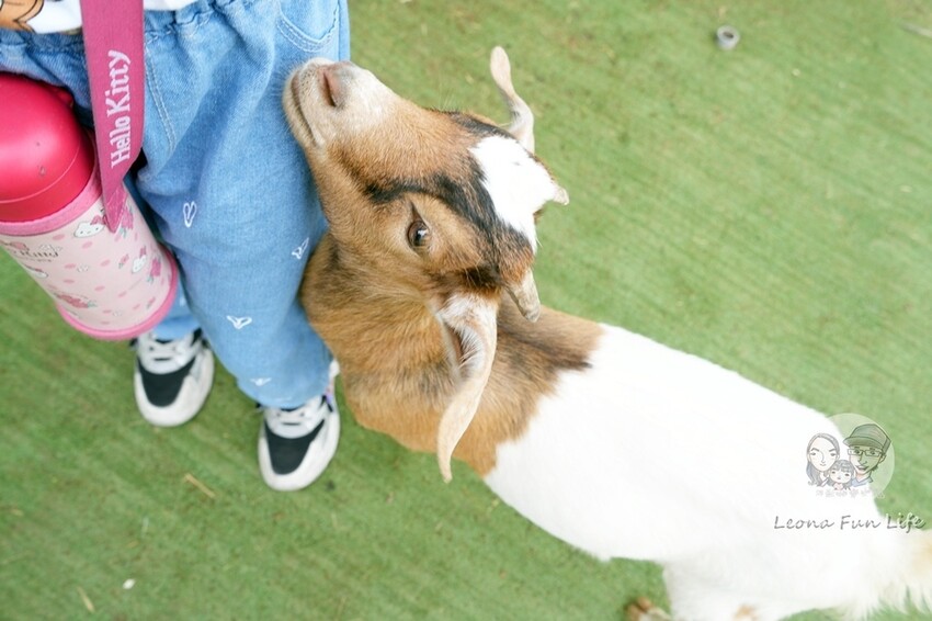 新竹市香山區新竹親子景點|廢物媽媽育兒農場-預約制熱門景點，和可愛水豚、柯爾鴨、笑笑羊近距離接觸!