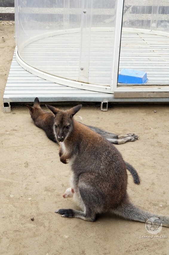 新竹市香山區新竹親子景點|廢物媽媽育兒農場-預約制熱門景點，和可愛水豚、柯爾鴨、笑笑羊近距離接觸!