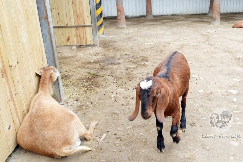 新竹市香山區新竹親子景點|廢物媽媽育兒農場-預約制熱門景點，和可愛水豚、柯爾鴨、笑笑羊近距離接觸!