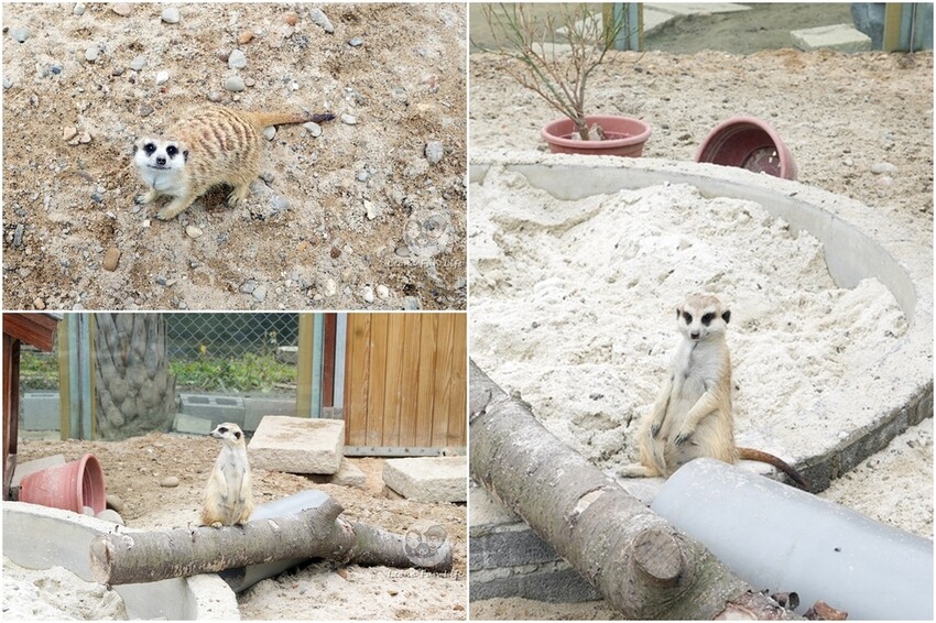 新竹市香山區新竹親子景點|廢物媽媽育兒農場-預約制熱門景點，和可愛水豚、柯爾鴨、笑笑羊近距離接觸!