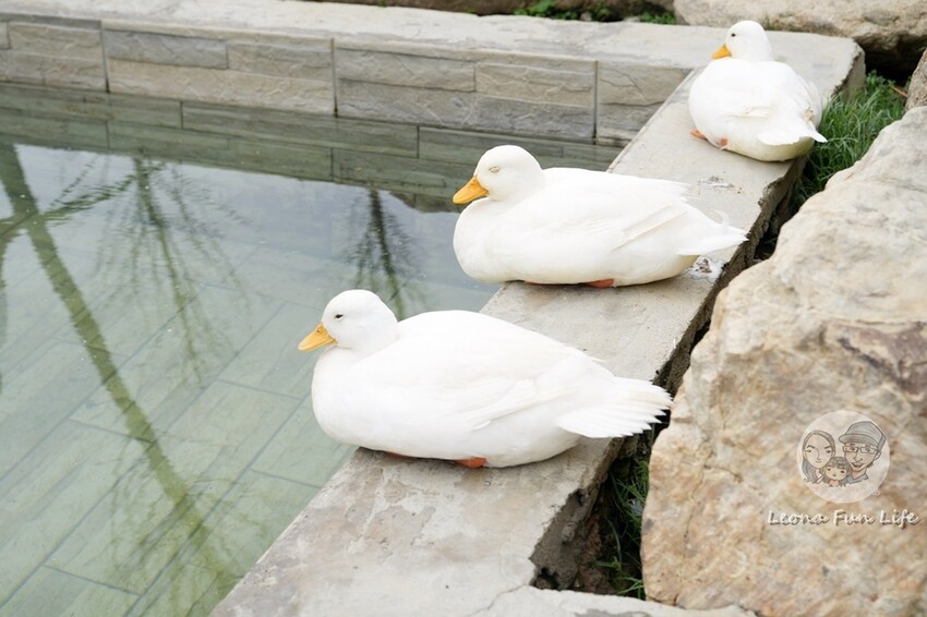 新竹市香山區新竹親子景點|廢物媽媽育兒農場-預約制熱門景點，和可愛水豚、柯爾鴨、笑笑羊近距離接觸!