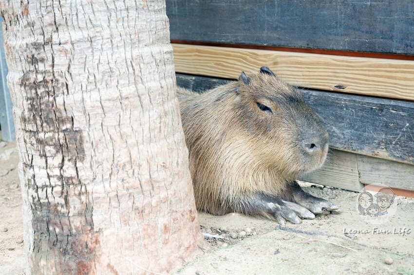 新竹市香山區新竹親子景點|廢物媽媽育兒農場-預約制熱門景點，和可愛水豚、柯爾鴨、笑笑羊近距離接觸!