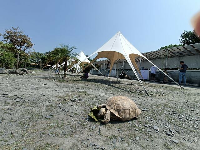 宜蘭縣冬山鄉慢吞吞農場 | 宜蘭親子景點.象龜主題農場.餵食象龜、浣熊、狐獴、柯爾鴨!