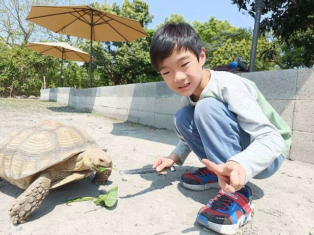 宜蘭縣冬山鄉慢吞吞農場 | 宜蘭親子景點.象龜主題農場.餵食象龜、浣熊、狐獴、柯爾鴨!