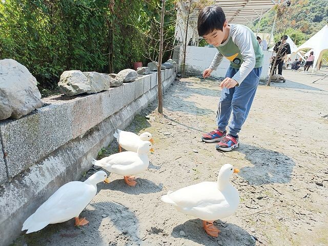 宜蘭縣冬山鄉慢吞吞農場 | 宜蘭親子景點.象龜主題農場.餵食象龜、浣熊、狐獴、柯爾鴨!