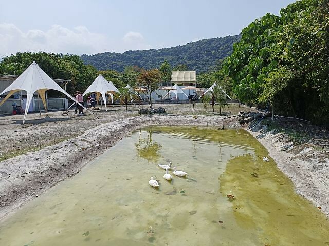 宜蘭縣冬山鄉慢吞吞農場 | 宜蘭親子景點.象龜主題農場.餵食象龜、浣熊、狐獴、柯爾鴨!
