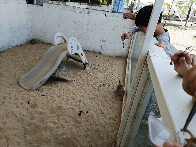 宜蘭縣冬山鄉慢吞吞農場 | 宜蘭親子景點.象龜主題農場.餵食象龜、浣熊、狐獴、柯爾鴨!