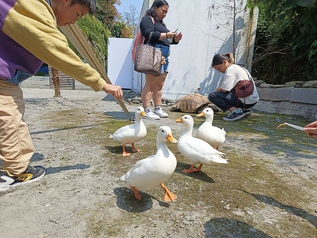 宜蘭縣冬山鄉慢吞吞農場 | 宜蘭親子景點.象龜主題農場.餵食象龜、浣熊、狐獴、柯爾鴨!
