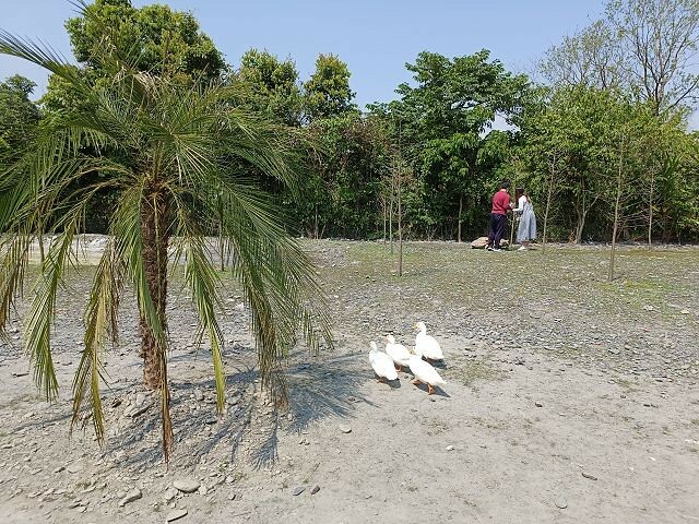 宜蘭縣冬山鄉慢吞吞農場 | 宜蘭親子景點.象龜主題農場.餵食象龜、浣熊、狐獴、柯爾鴨!