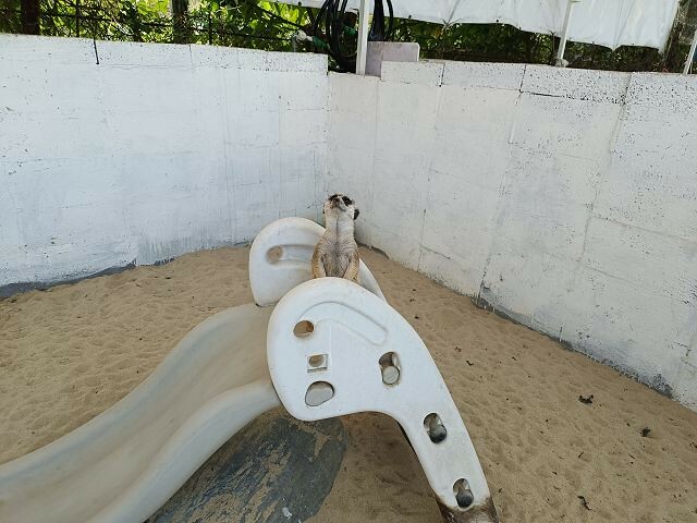 宜蘭縣冬山鄉慢吞吞農場 | 宜蘭親子景點.象龜主題農場.餵食象龜、浣熊、狐獴、柯爾鴨!