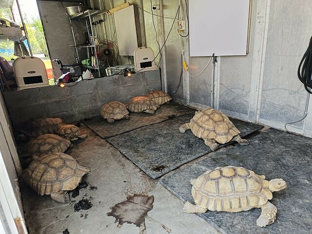 宜蘭縣冬山鄉慢吞吞農場 | 宜蘭親子景點.象龜主題農場.餵食象龜、浣熊、狐獴、柯爾鴨!